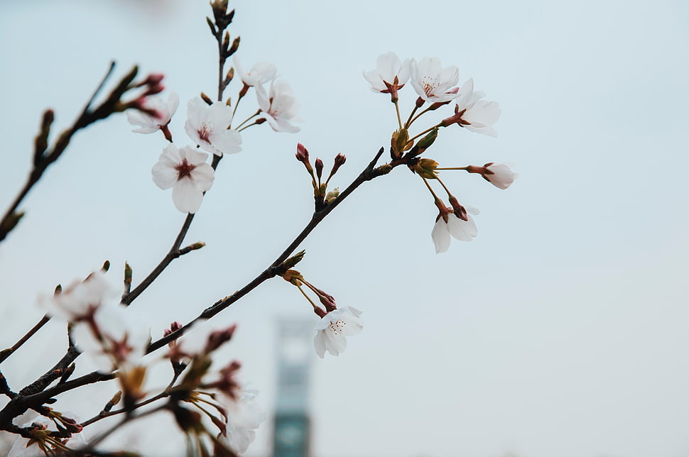 white cherry blossom, Flowers, Bloom, Spring HD wallpaper