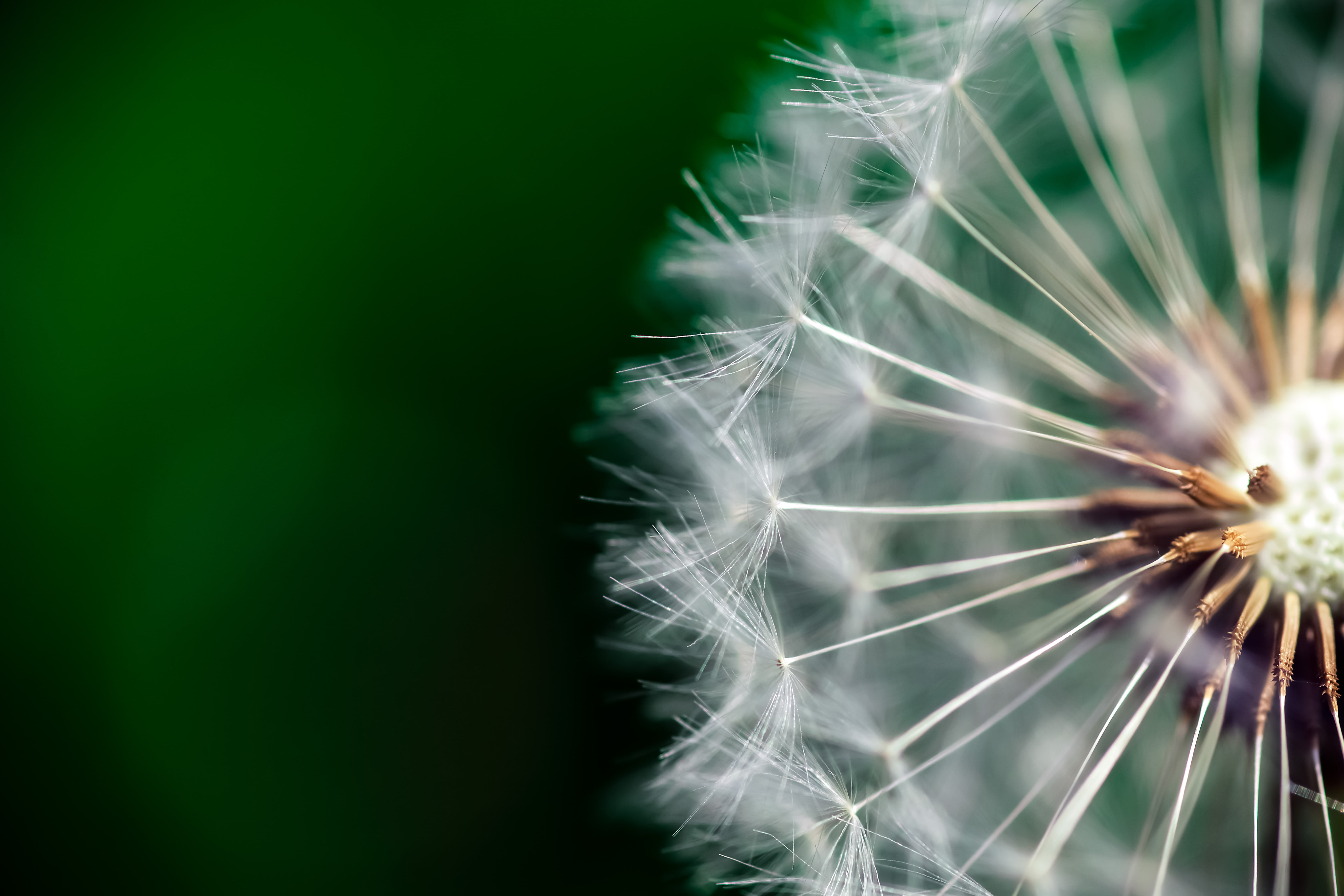 micro lens photography dandelion