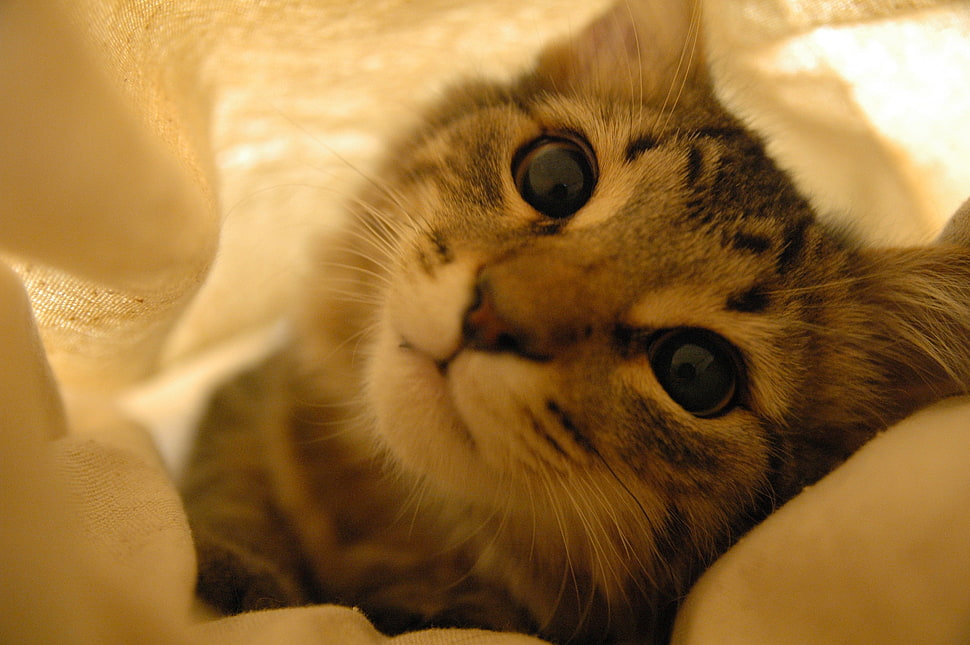 silver tabby cat, cat, animals HD wallpaper