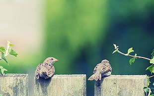 two brown birds, birds, fence, sparrow, animals