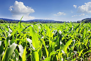 close up photo of corn plants HD wallpaper