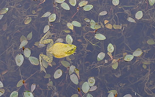 green frog swimming on body of water