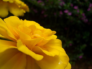 yellow Marigold flower in bloom macro photo HD wallpaper