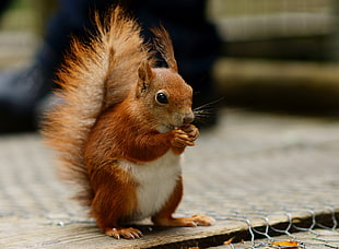 brown squirrel eating nuts