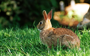 brown hare on grasses HD wallpaper