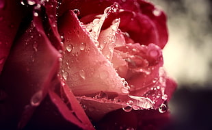 shallow photography on wet pink rose