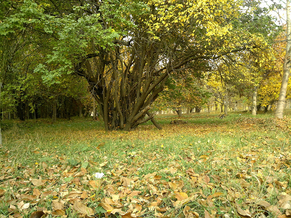 green leafed tree, forest HD wallpaper