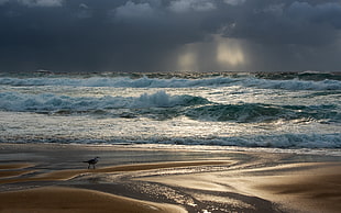 ocean waves, seagulls, beach, waves, overcast HD wallpaper