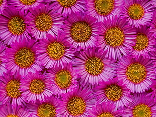 purple daisies lot HD wallpaper