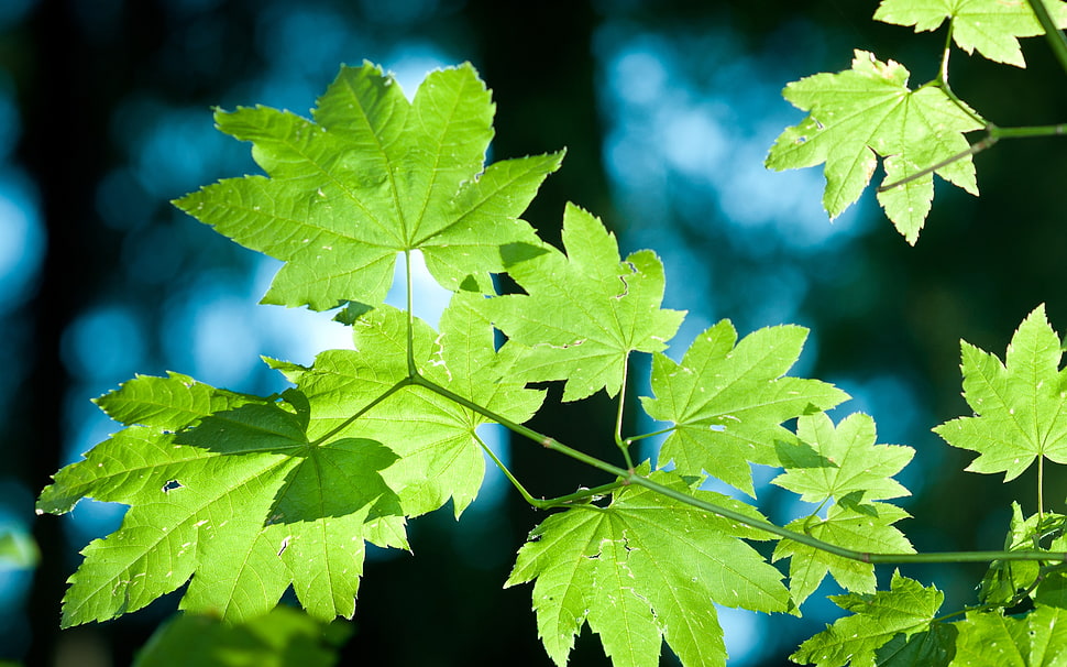 green leafed tree HD wallpaper