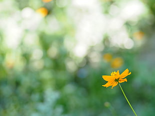 orange Cosmos flower in shallow depth of field photography HD wallpaper
