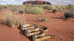 brown and beige stripe snake in desert