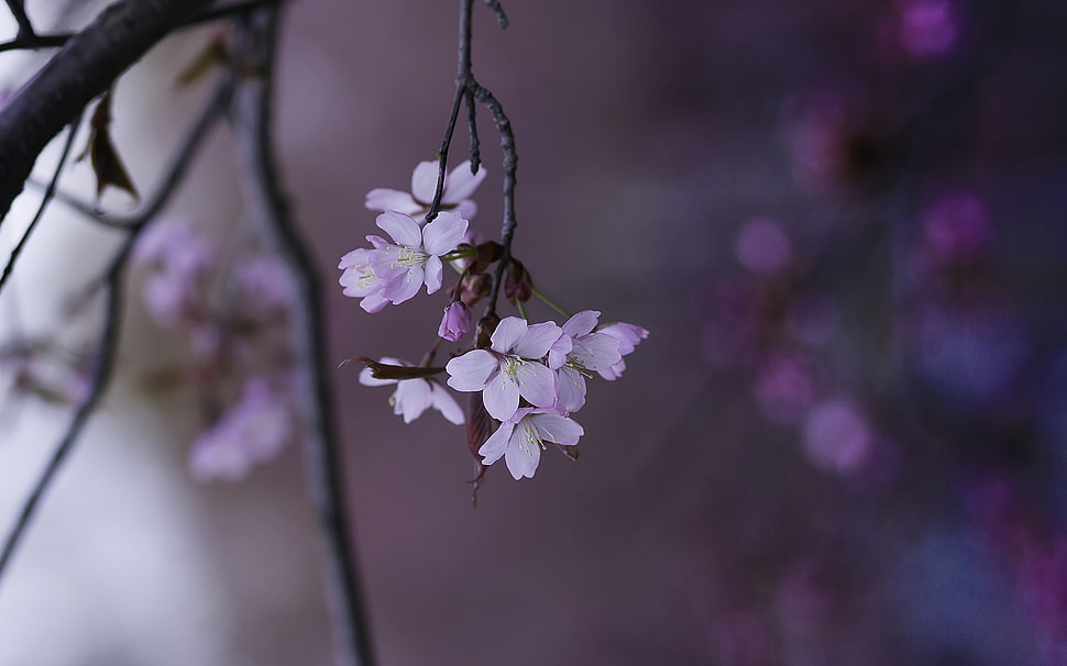 pink cherry blossoms, flowers, nature, twigs, depth of field HD wallpaper