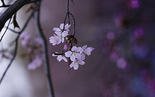 pink cherry blossoms, flowers, nature, twigs, depth of field