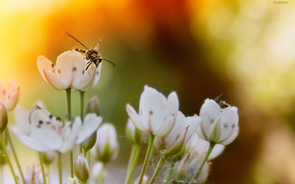 selective focus photography dragonfly on white petaled flower HD wallpaper