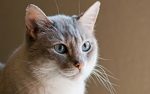 close-up photo of beige and white cat