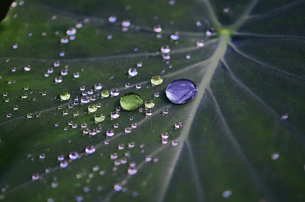 macro shot of water droplets on leaf HD wallpaper