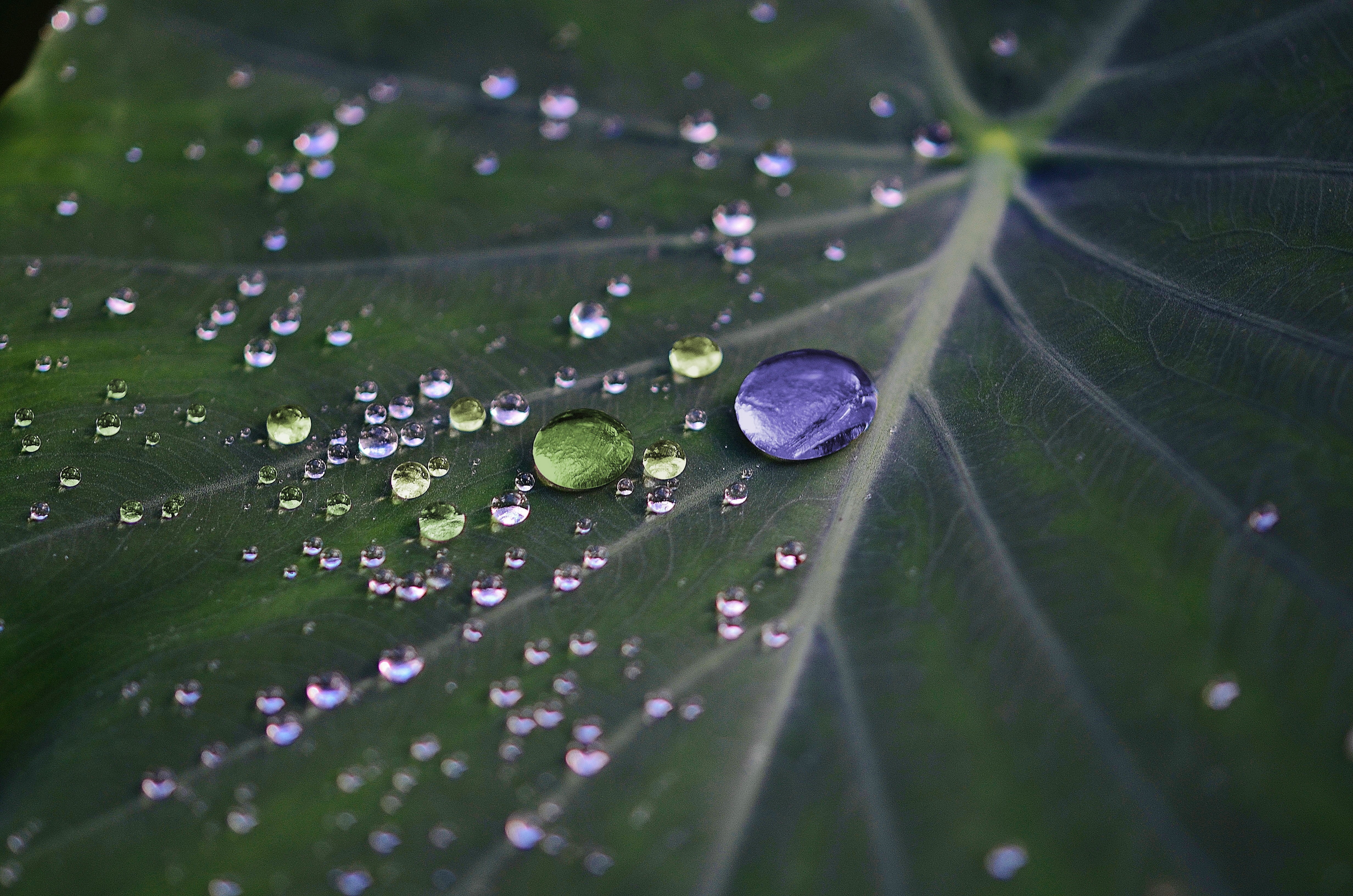 macro shot of water droplets on leaf