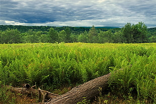 wide-angle photography of green Fern field, cherry valley, national wildlife refuge HD wallpaper