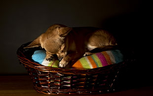 short-coated tan puppy on pet bed