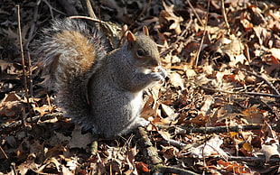 gray squirrel on brown dry leaves
