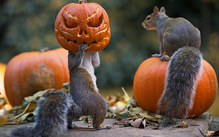 brown squirrels, animals, squirrel