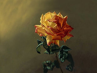 yellow rose, painting, flowers