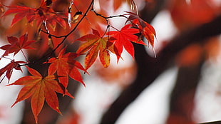 focus photography of autumn leaves