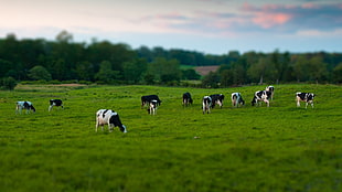 tilt-and-shift photography of cow on field