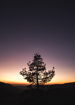 silhouette of tree, Tree, Sunset, Horizon