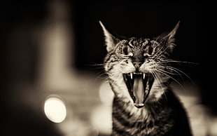 photo of cat showing teeth HD wallpaper