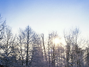 photography of snow covered withered trees during daytime