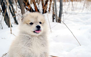 short-coated white puppy seats on snow at daytime
