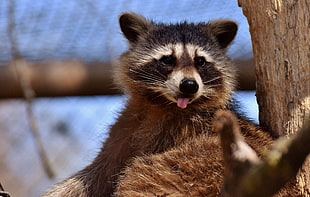 red panda, Raccoon, Protruding tongue, Muzzle