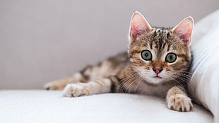 brown tabby kitten, eyes, cat, animals, kittens HD wallpaper