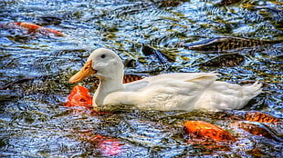 white duck on body of water fish fishes