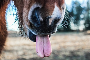 horse showing tongue in shallow focus photography