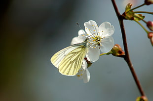 white Apple Blossoms