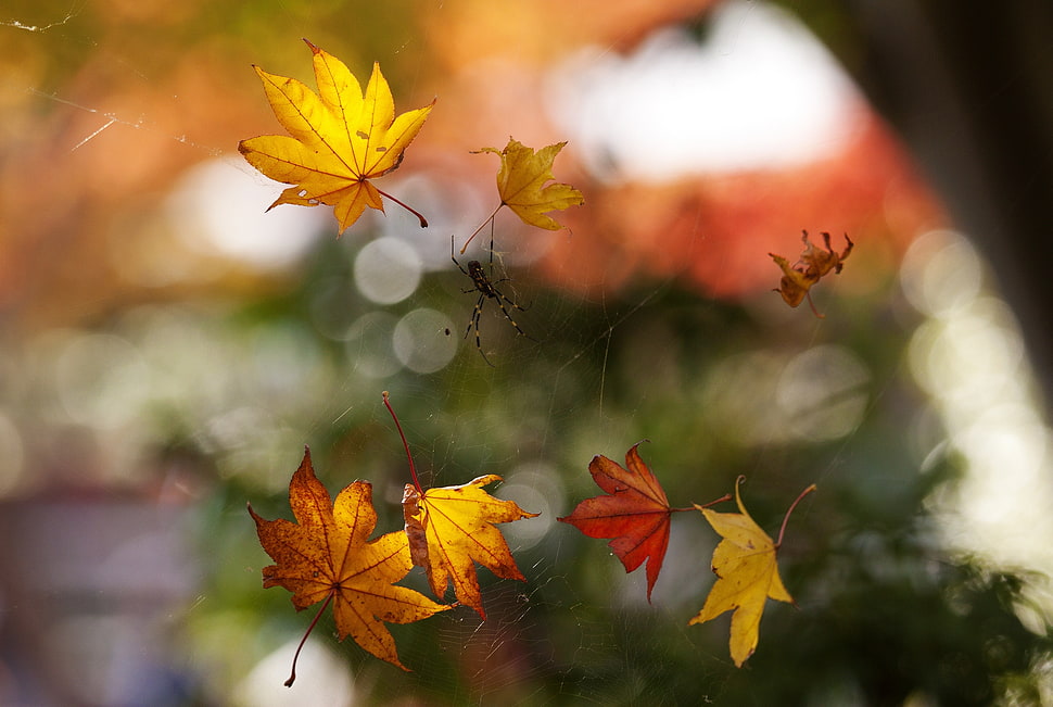 selective focus photography of leaves HD wallpaper