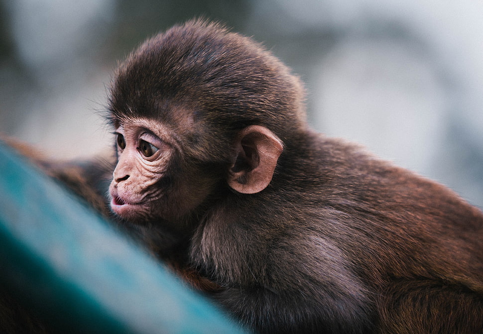 selective focus of Chimpanzee photo HD wallpaper