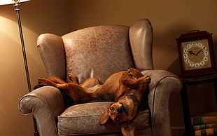 short-coated brown dog lays on brown leather sofa