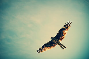 brown hawk, sky, birds, flying, hunting HD wallpaper