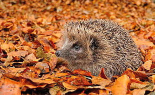 gray hedgehog in brown leaves