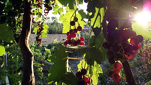 red grape fruit lot, grapes, fruit, leaves, sunlight