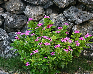 closeup photography of purple pink Periwinkles