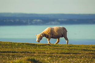 white sheep on green grass near sea under the blue sky