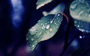 macro photograph of morning dew