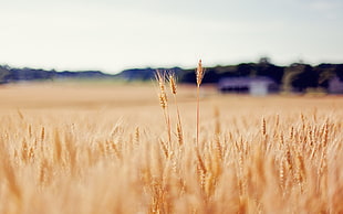 wheat field photo, wheat, nature