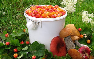 cherry tomato lot in pail