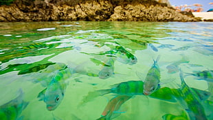 school of fish near brown rock formation during daytime